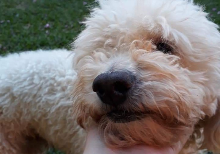 Buscan a “Bichi” en Posadas