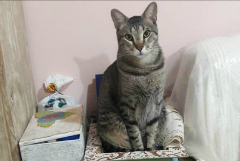 SOS Mascotas: siguen buscando a “Don Omar “