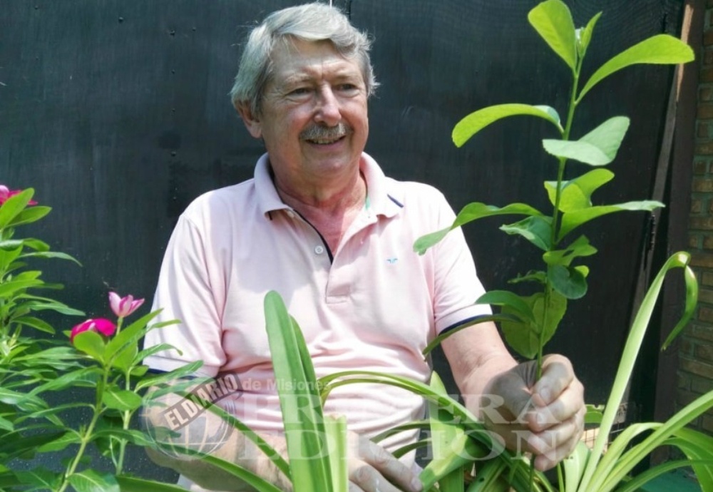 Proponen plantar yerba mate en plazas posadeñas