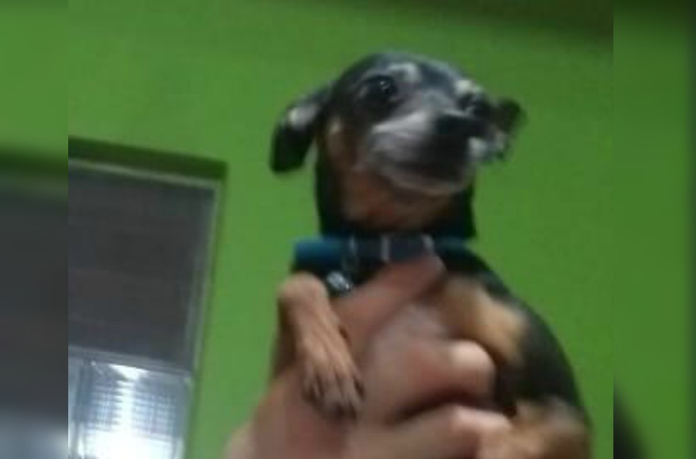 SOS Mascotas: “Nacho” se perdió hace 18 días en Posadas