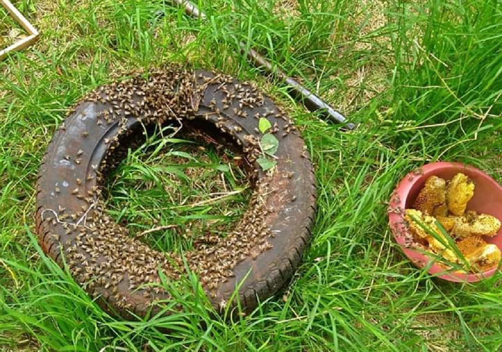 Rescataron cerca de 20 enjambres de zonas urbanas