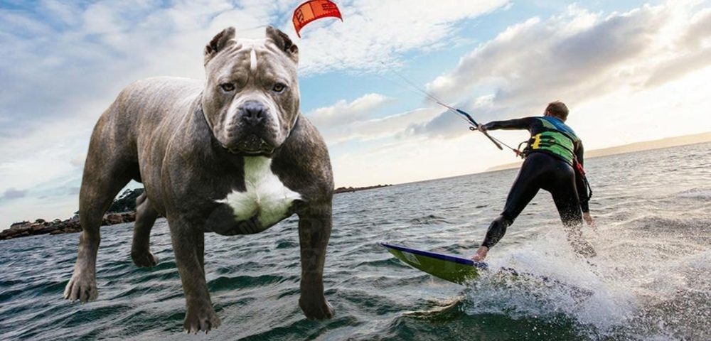 Practicaba kitesurf y fue ferozmente atacado por un pitbull