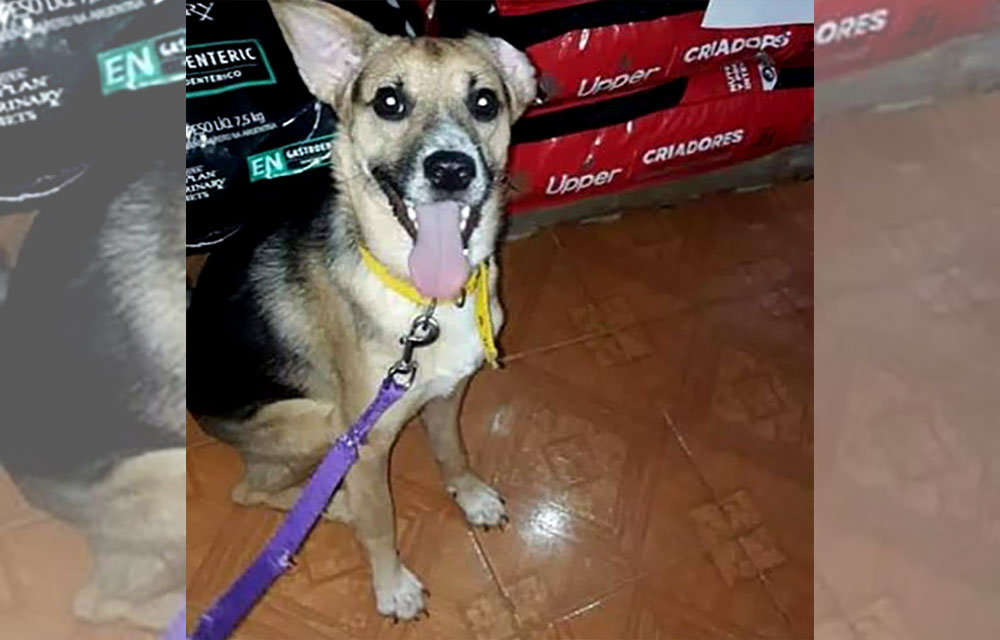 SOS Mascotas: buscan a Ciro en la zona de la 213