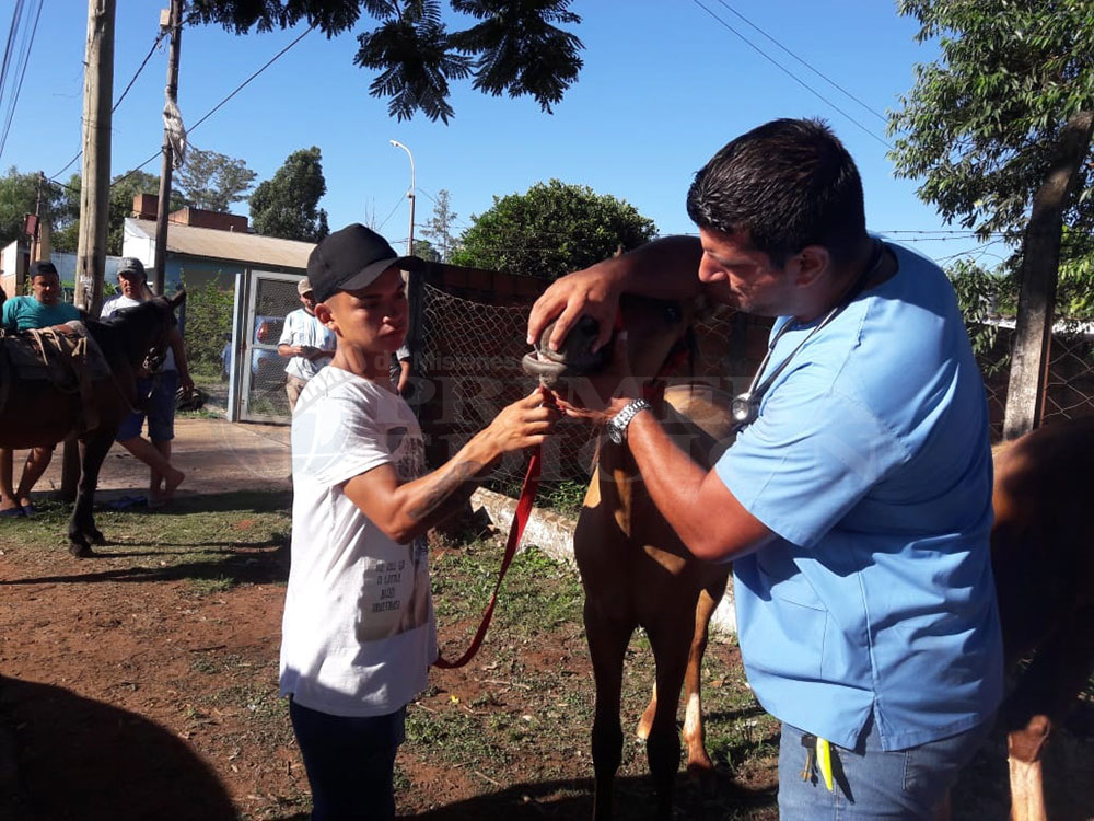 Más de diez caballos llegaron al IMuSA para su revisión veterinaria