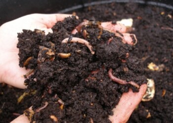 Las lombrices californianas y su uso para el abono casero