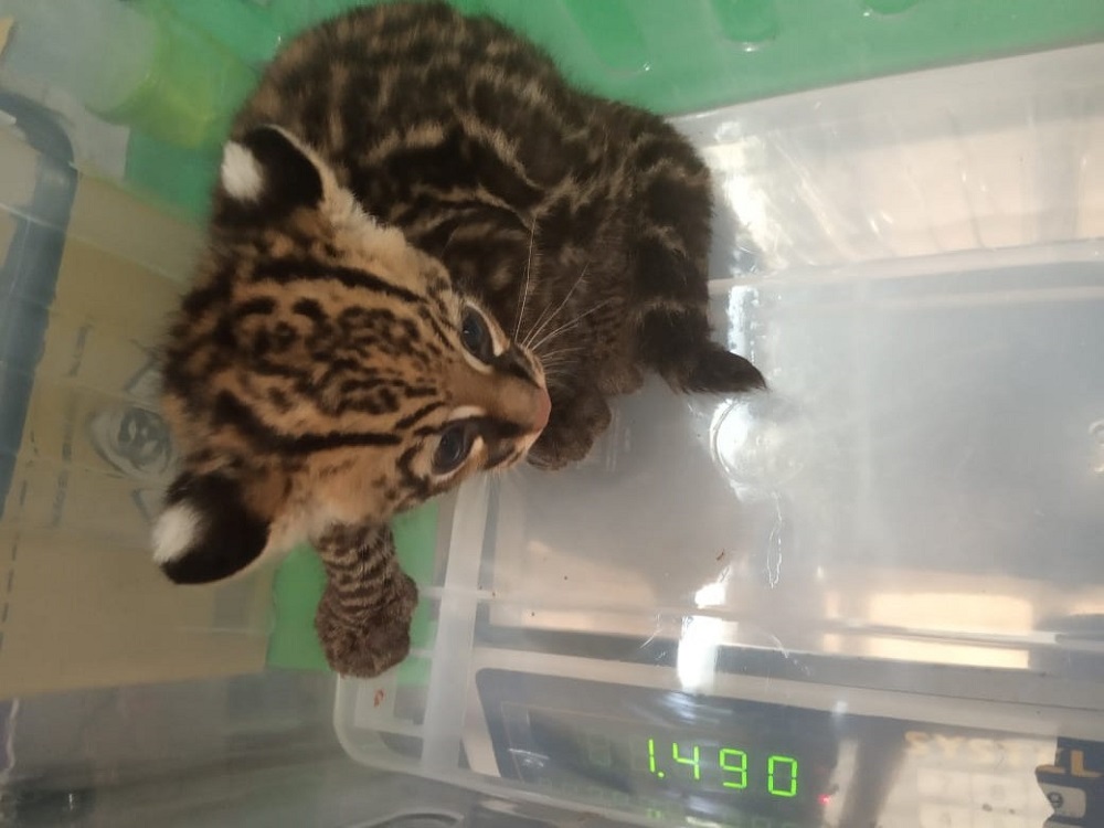 Tras ser atropellado se recupera con éxito la cría de ocelote