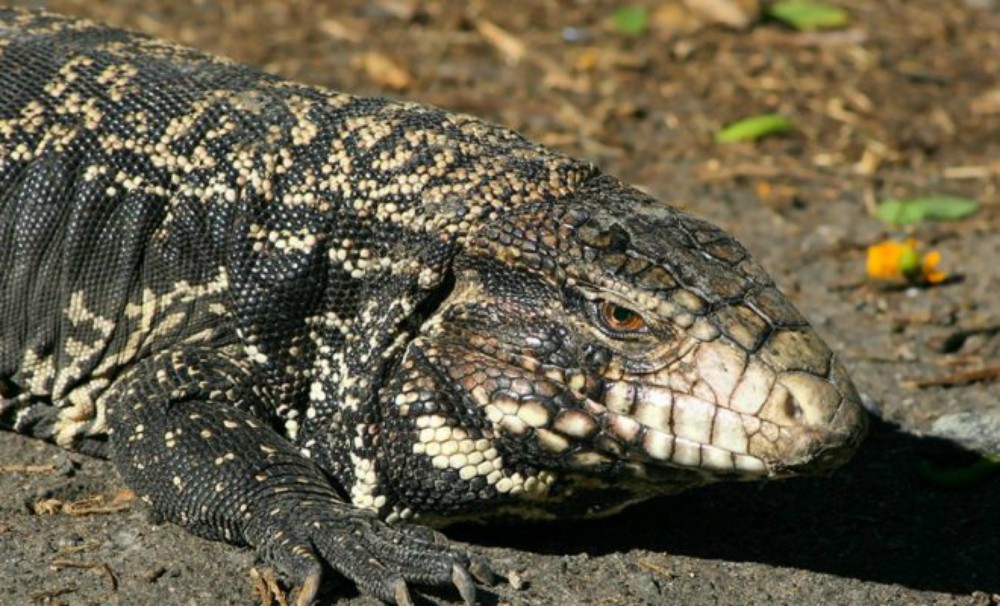Hombre fue mordido por un lagarto overo en Alem