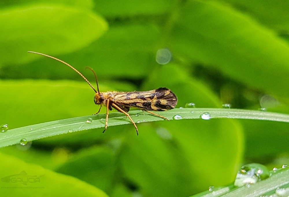 Advierten que los insectos están desapareciendo