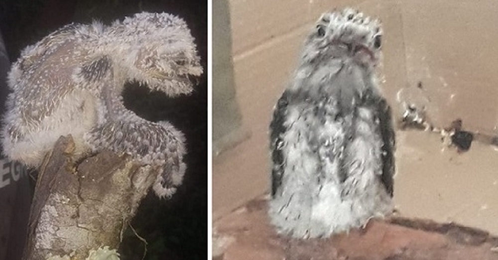 Tras ser rescatado en un incendio, pichón de urutaú se recupera de sus secuelas