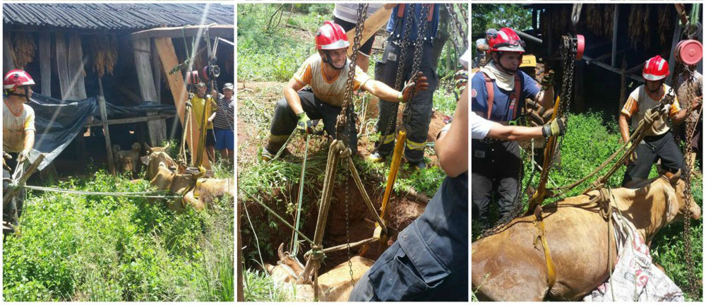 Bomberos de El Soberbio rescatan a vaca que cayó a un pozo