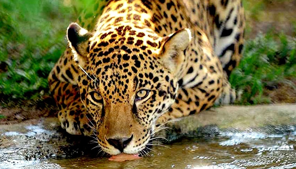 Un yaguareté transita por el área de Andresito