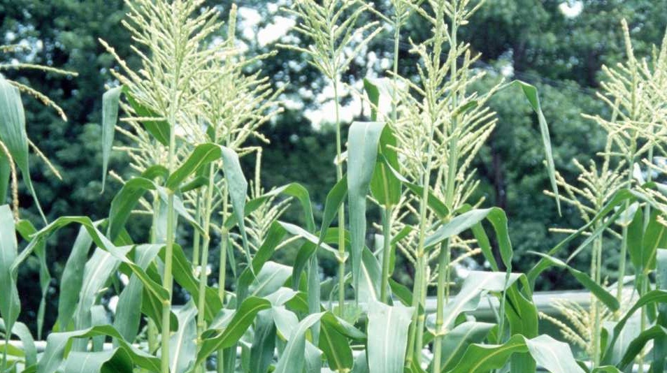 Con grandes promesas, Nación insiste en introducir maíz transgénico