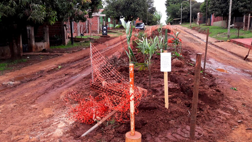 Plantaron palmeras en la calle 10 de Junio, rota hace dos años