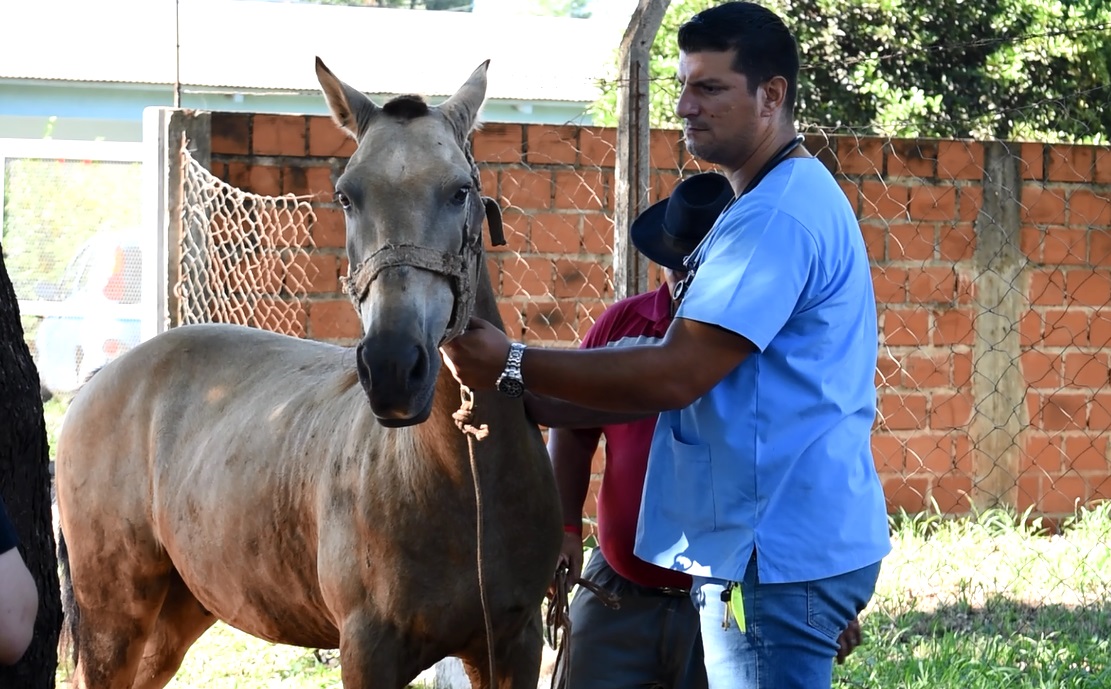 Tracción a sangre: segundo operativo de control médico a equinos