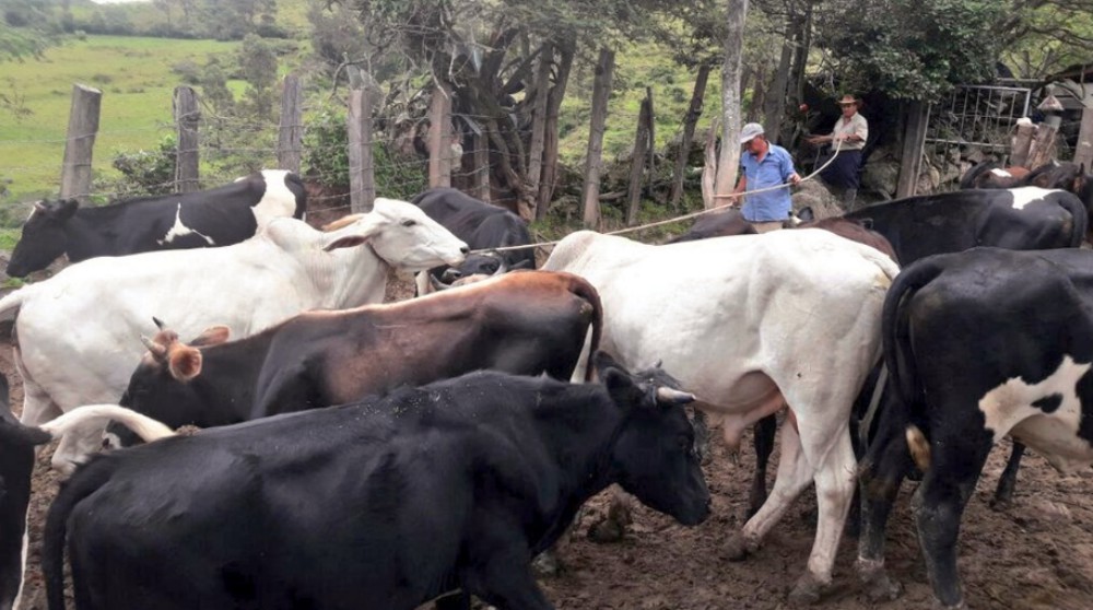 Estudian muertes de vacas por carbunco