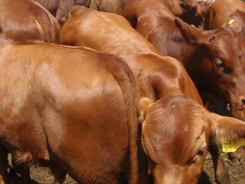 Destacaron la mejora del precio y la buena genética en la Fiesta del Ternero