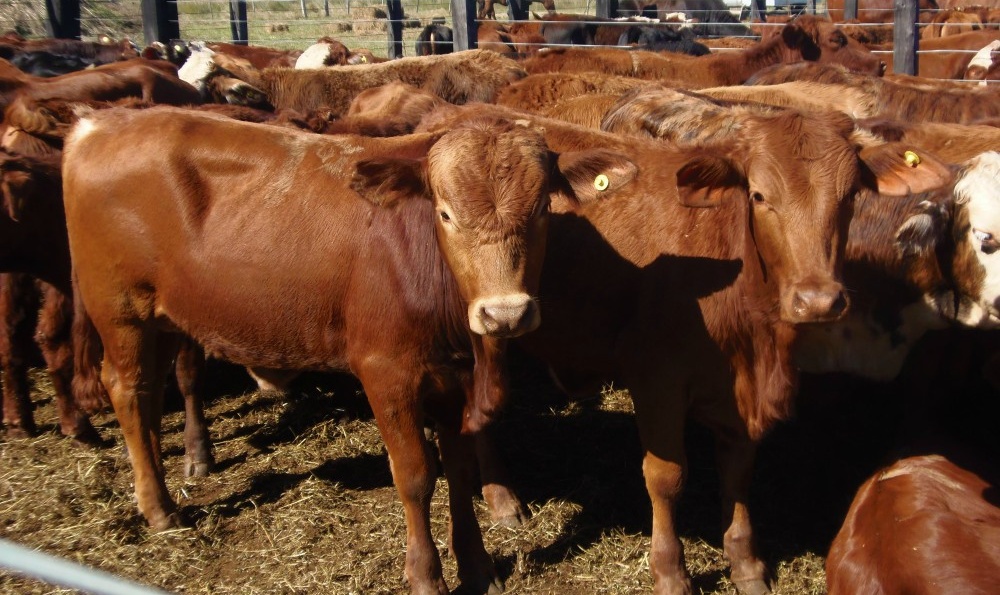 Preocupa cómo se afrontará los costos de la vacuna antiaftosa