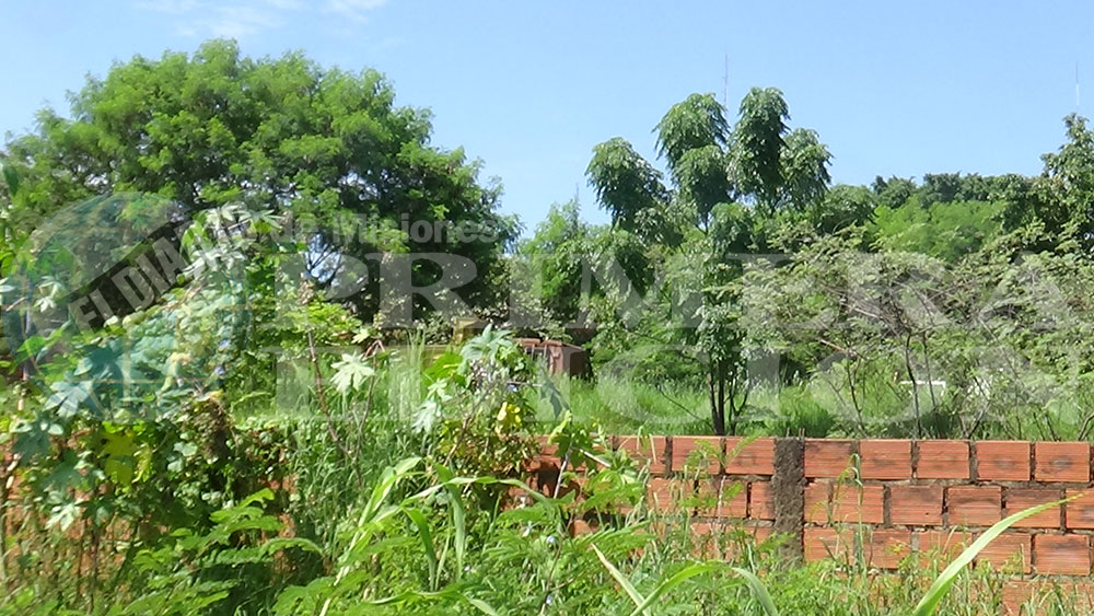 Preocupa la proliferación de baldíos en Puerto Iguazú