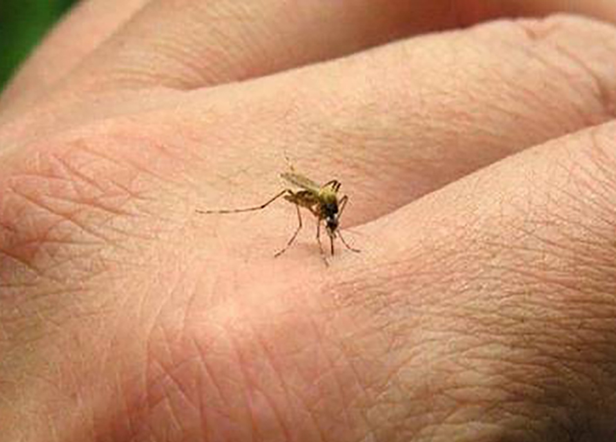 Lucha contra el dengue: “Debemos educar a las nuevas generaciones”