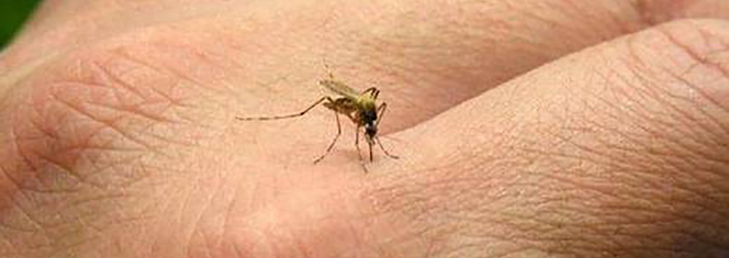 Andresito: aún no confirman dengue, pero reportan numerosos casos febriles