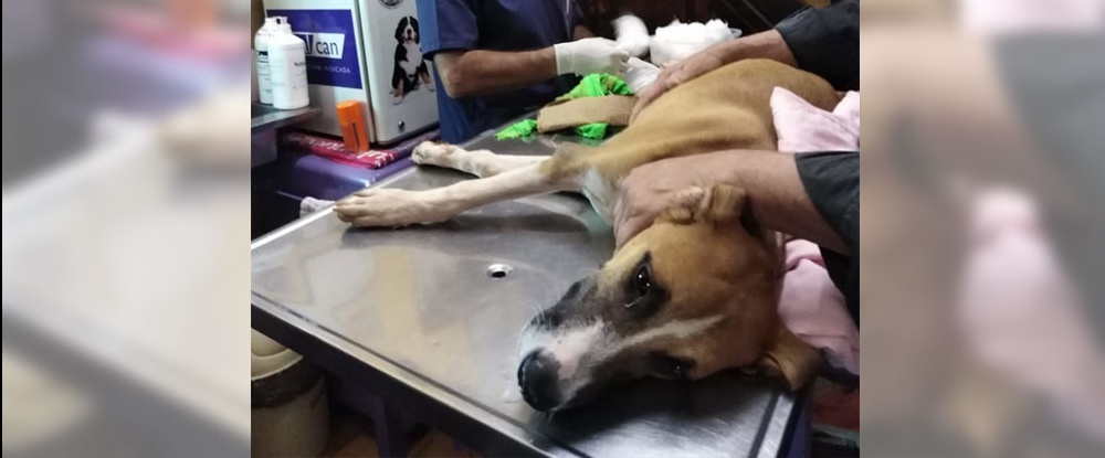 SOS Mascotas: piden ayuda para costear operación de Tyson