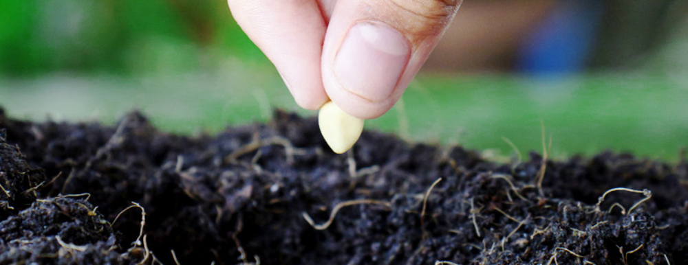 LAICRIMPO se reúne por las semillas transgénicas