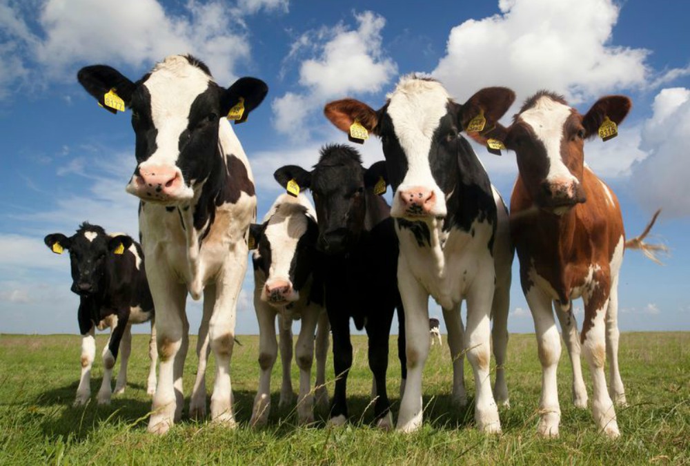 Confirman que la alimentación de novillos tiene un 90% de forrajes