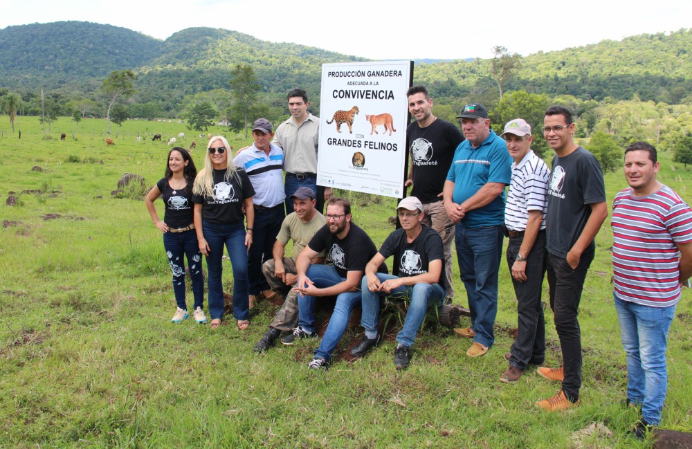 Ratifican convivencia entre ganado y grandes felinos en el Cuña Pirú