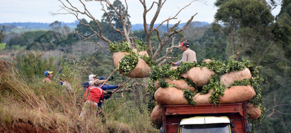 Misiones fue la provincia con mayor participación de exportaciones en el NEA