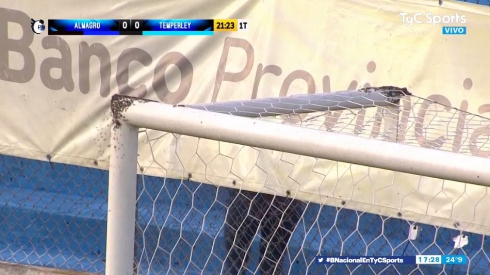 Partido suspendido por ¡un panal de abejas!