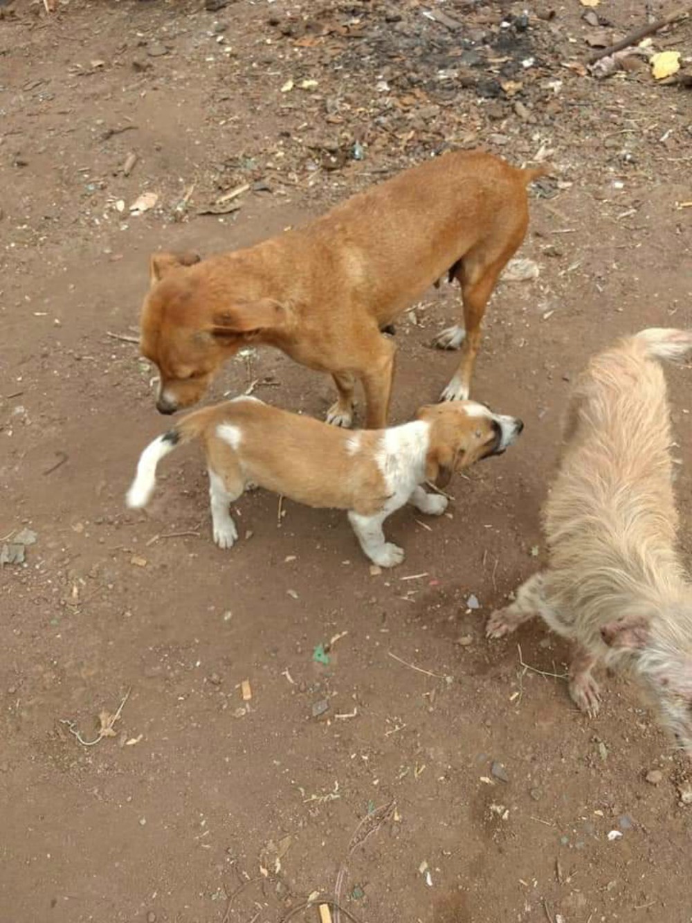 Eldorado analiza la compra de un quirófano veterinario móvil