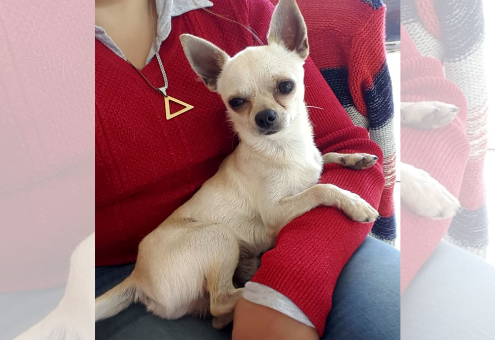 SOS Mascotas: ¿Alguien vio a John?