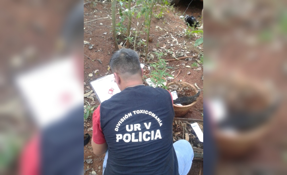 Incautaron plantas de marihuana valorada en veinte mil pesos - Primera ...