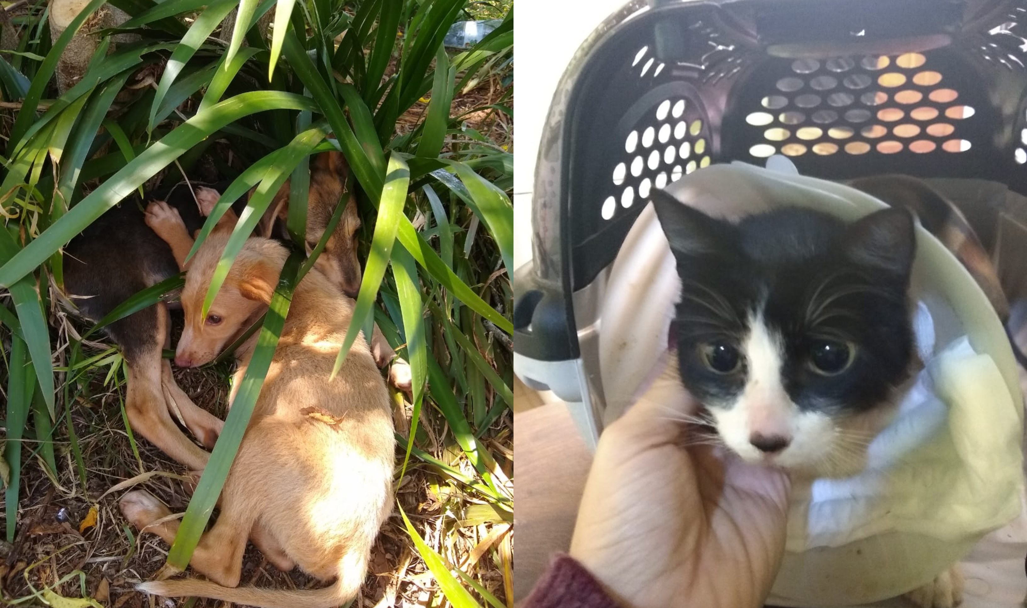 Jornada especial para familias y sus mascotas