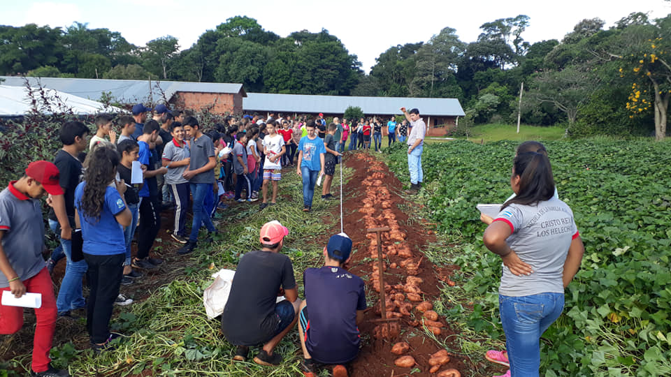 Superan el rendimiento de 55 mil kilos de batata por hectárea