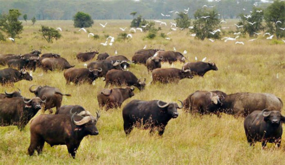 Formosa posee el mayor stock de búfalos en todo el país