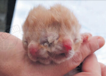 Archivos: la historia del gato con dos caras que conmocionó a Eldorado hace cinco años