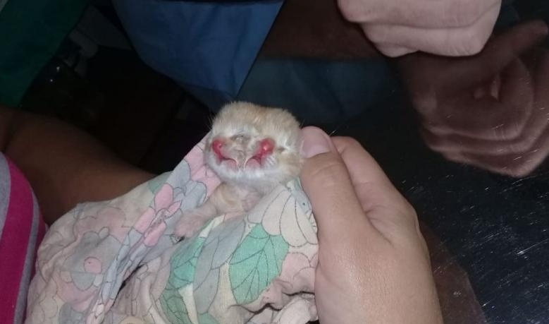 Rareza: nació un gato con dos caras en Eldorado