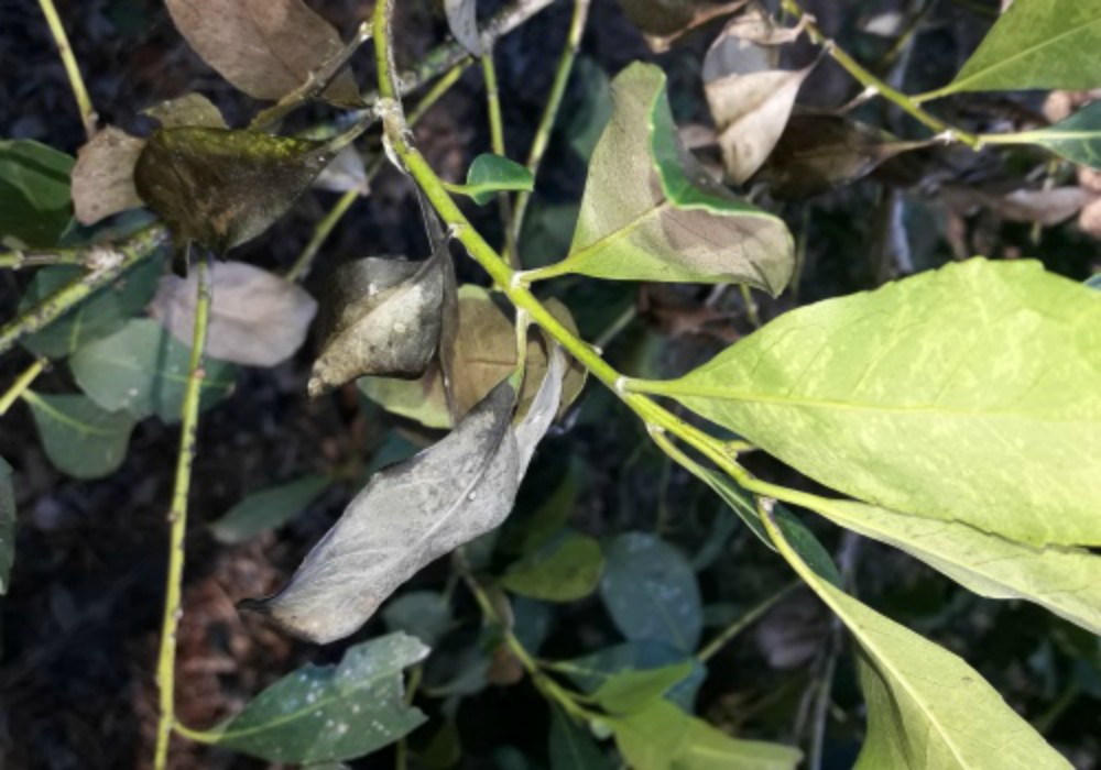 Técnicos del INYM trabajan para erradicar el Mal de la Tela