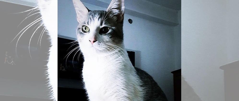 SOS Mascotas: Michi se perdió y su familia lo busca