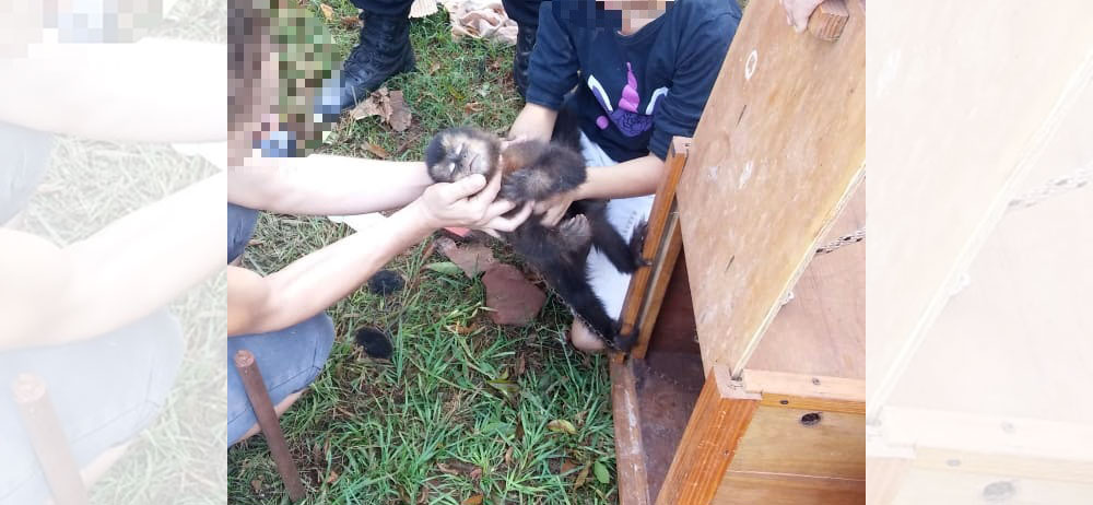 Rescatan a monito cautivo en una vivienda