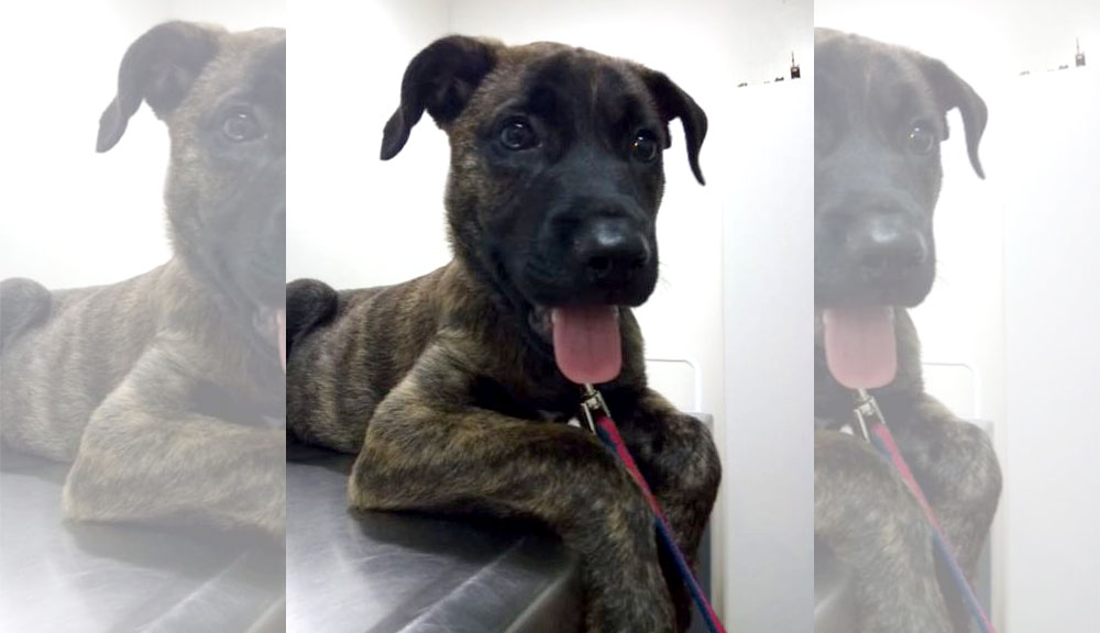 Buscan a Pancho, su dueña de dos añitos lo extraña mucho