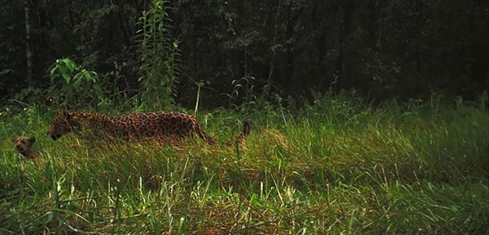 Buenas noticias para los amantes de la naturaleza