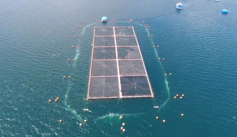 Canal de Beagle: Tierra del Fuego en alerta porque Chile autorizó salmoneras