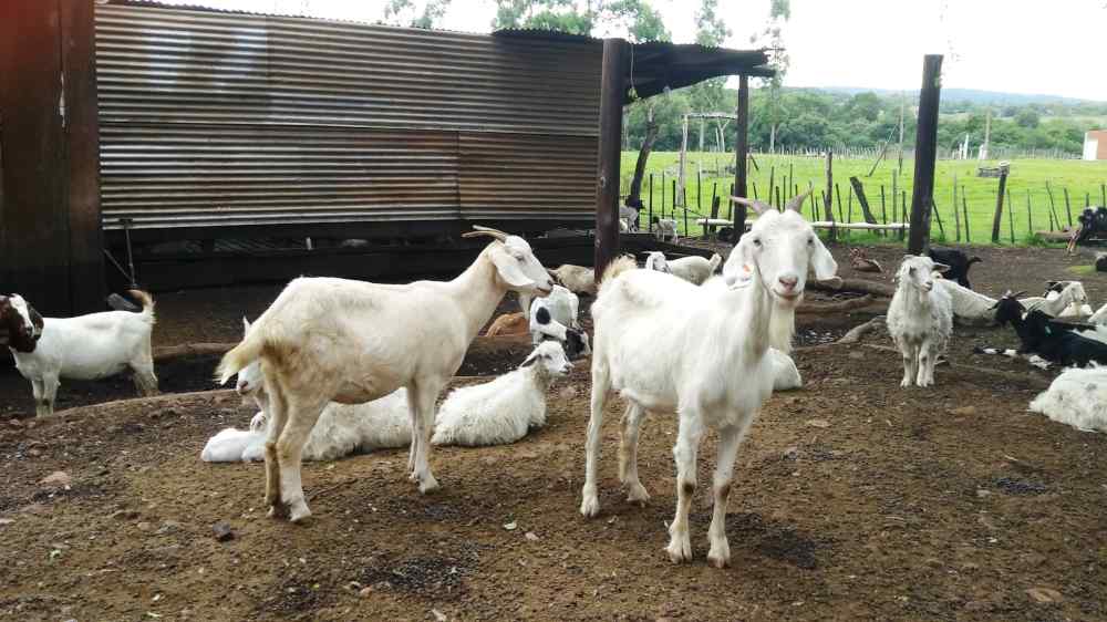 Pasturas de alto valor nutritivo para la producción ovina y caprina