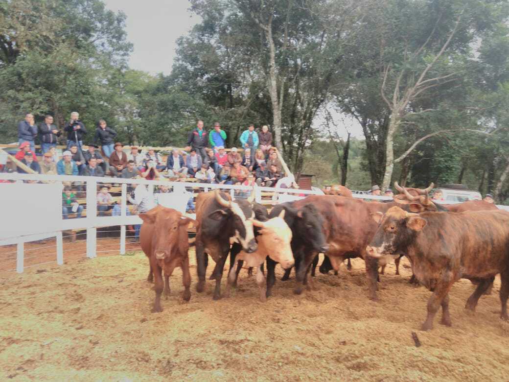 Luego de 10 años, se remataron 450 animales en San Vicente