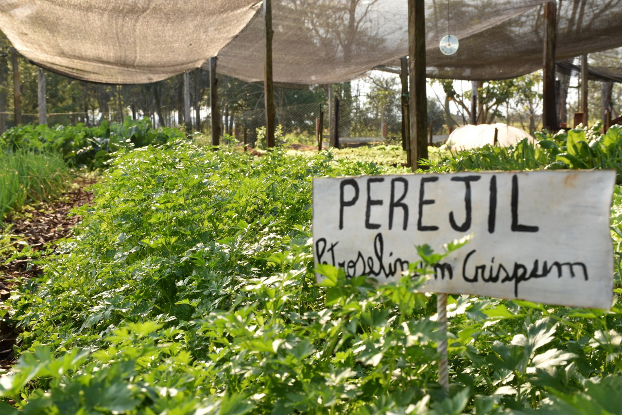 “Hacé tu Huerta”: el concurso para producir tus alimentos