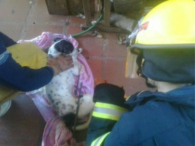 Rescatan a un perro atrapado en una reja