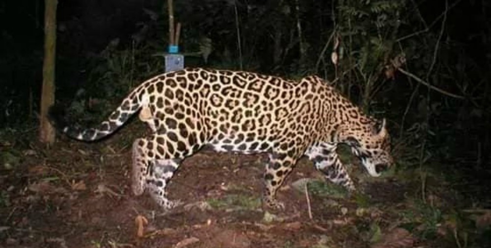 Una cámara del Parque Nacional Iguazú fotografió a un yaguareté