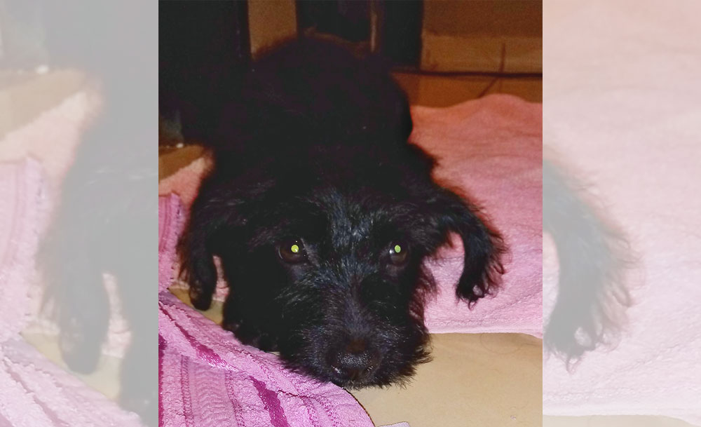 SOS Mascotas: buscan una familia para Café